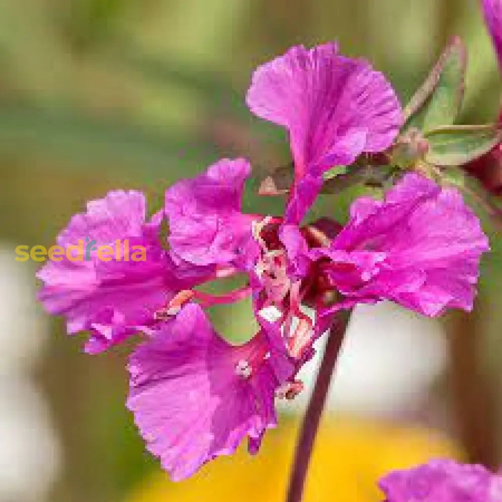 Purple Elegant Clarkia Seeds For Planting  Vibrant Annual Flower Blooms