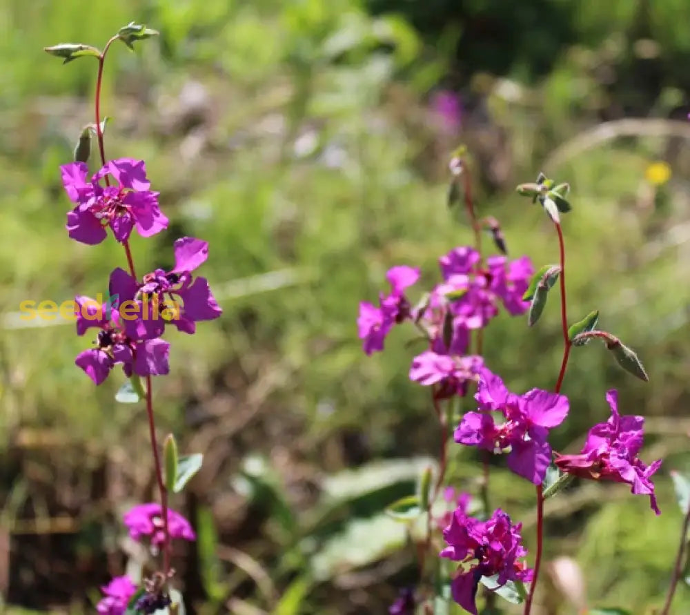 Purple Elegant Clarkia Seeds For Planting  Vibrant Annual Flower Blooms