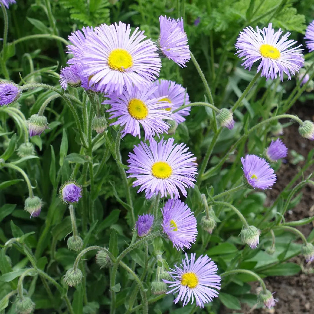 Erigeron Speciosus seeds for borders and landscaping
