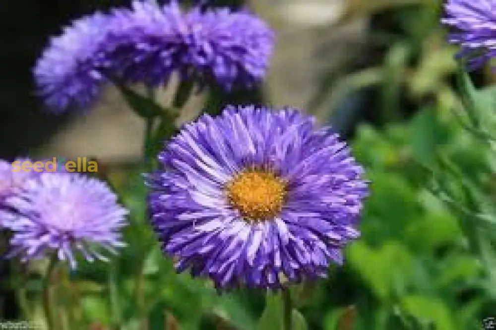 Purple Erigeron Speciosus Seeds For Planting - Hardy Flower Variety