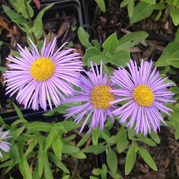 Purple Erigeron Speciosus flower seeds for garden planting
