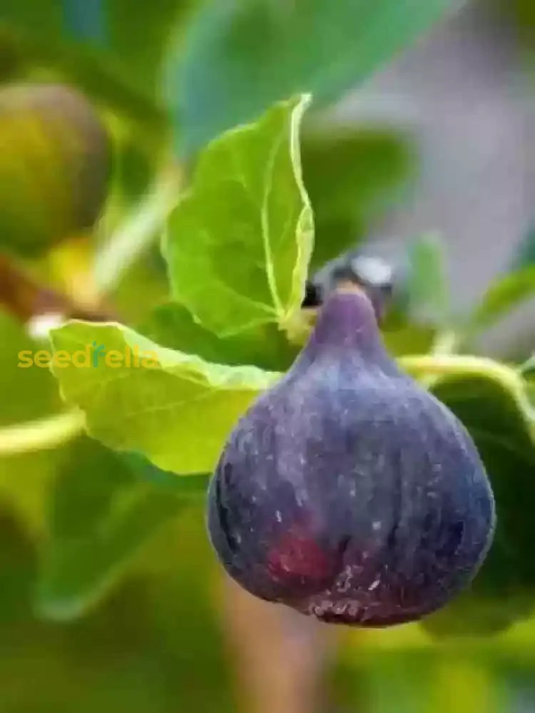 Mature Purple Fig Tree with Foliage