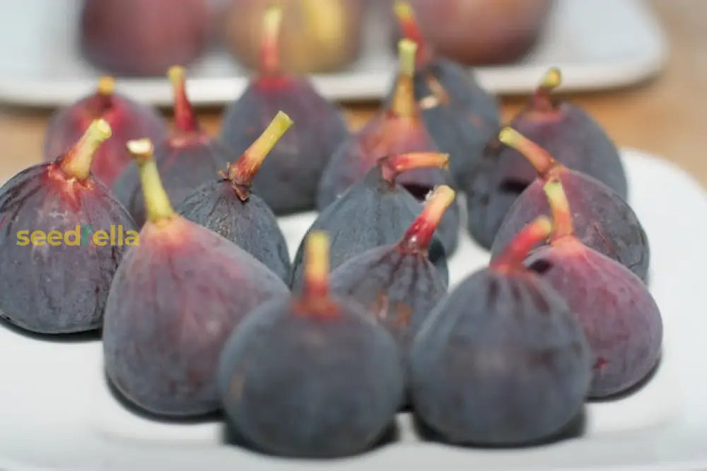 Purple Figs Fruit Planting Seeds - Grow Your Own Sweet In Garden!