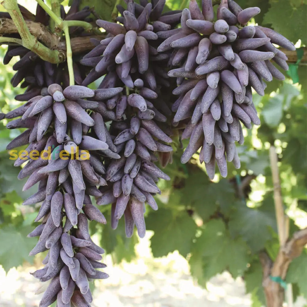 Purple Finger Grape Seeds For Easy Planting Fruit