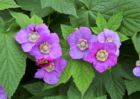 Purple Flowering Raspberry Seeds Rubus odoratus thornless variety