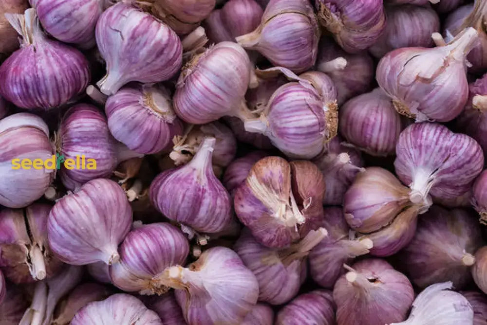 Purple Garlic Vegetable Seeds For Planting Seeds