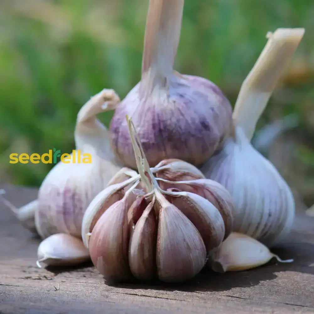 Purple Garlic Vegetable Seeds For Planting Seeds