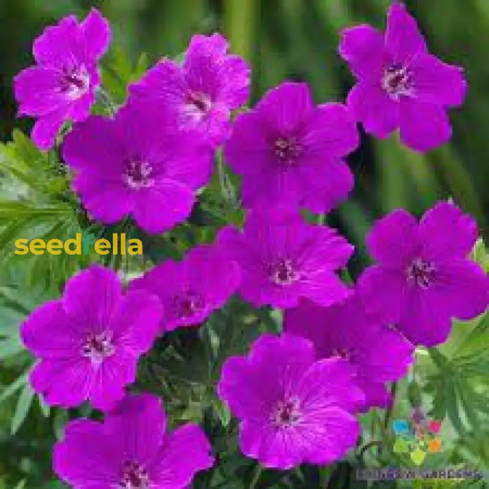 Purple Geranium Flower Seeds For Planting - Vibrant Garden Blooms