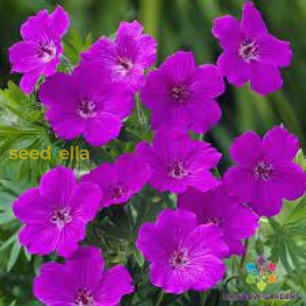 Purple Geranium Flower Seeds For Planting - Vibrant Garden Blooms