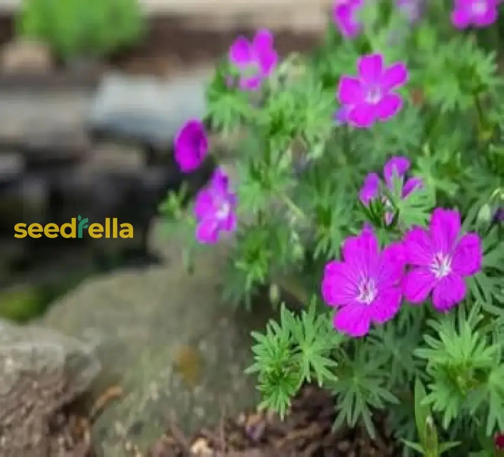 Purple Geranium Flower Seeds For Planting - Vibrant Garden Blooms