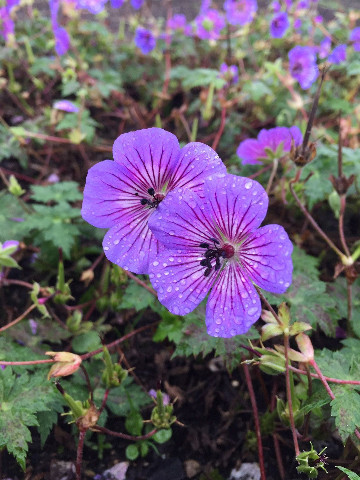 Purple geranium seeds for planting