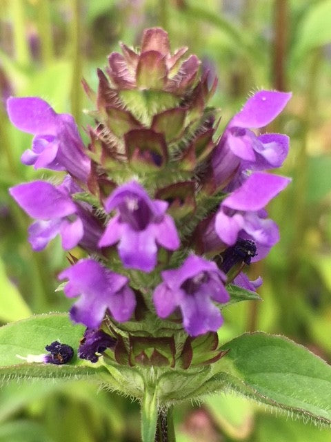 Purple Heal All herb in garden bed