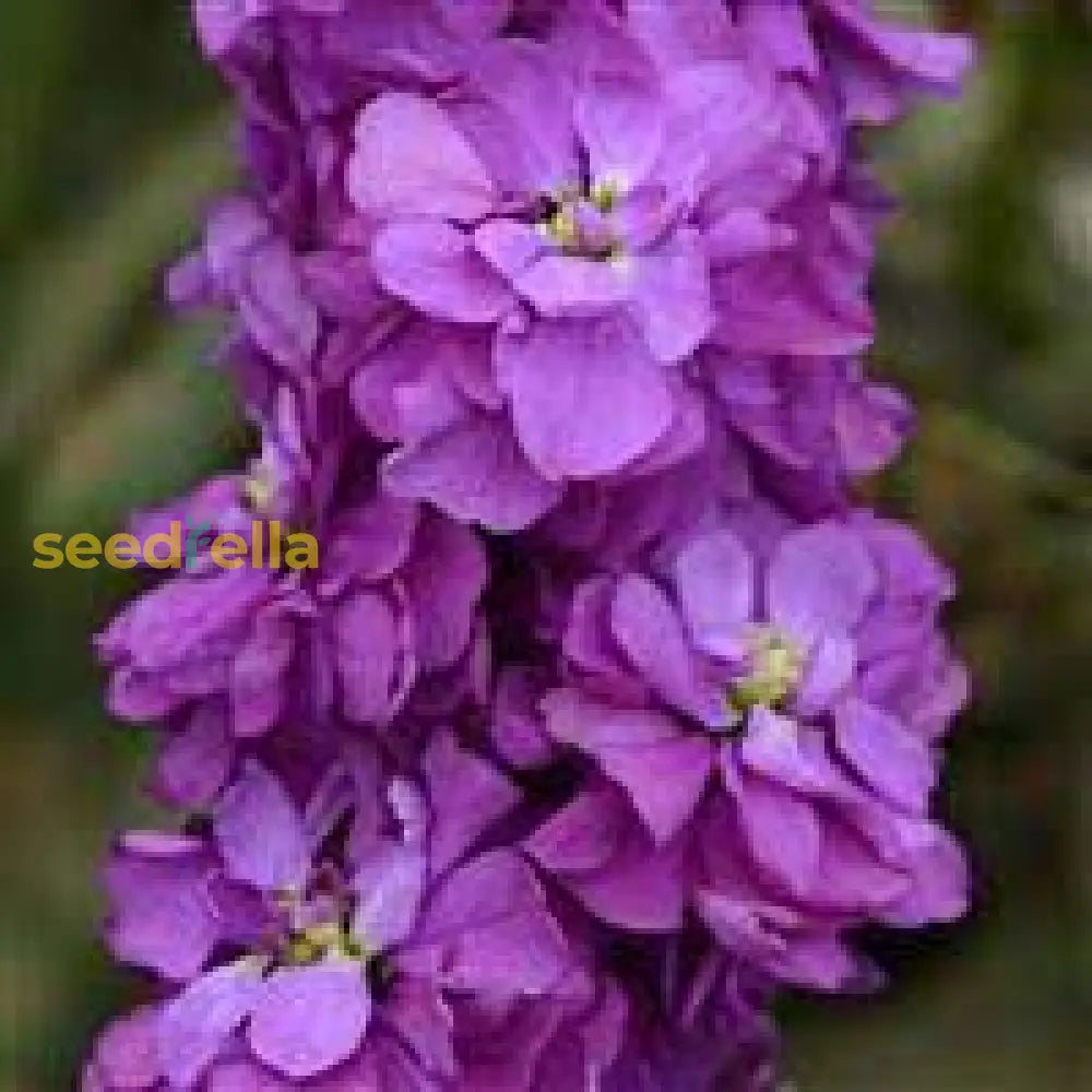 Purple Hoary Stock Flower Seeds For Planting  Vibrant Annual Blooms