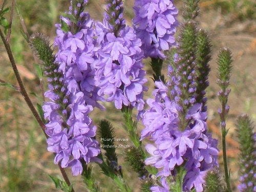 Purple Hoary Vervain plant with upright purple flower spikes