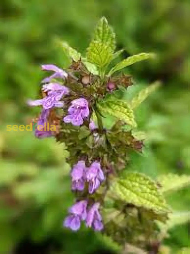 Purple Horehound Seeds  Planting For Colorful Blooms Flower