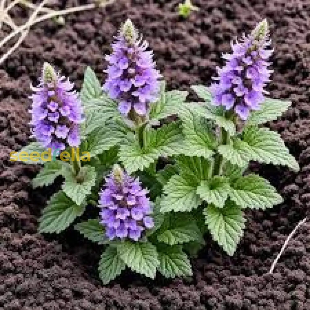 Purple Horehound Seeds  Planting For Colorful Blooms Flower