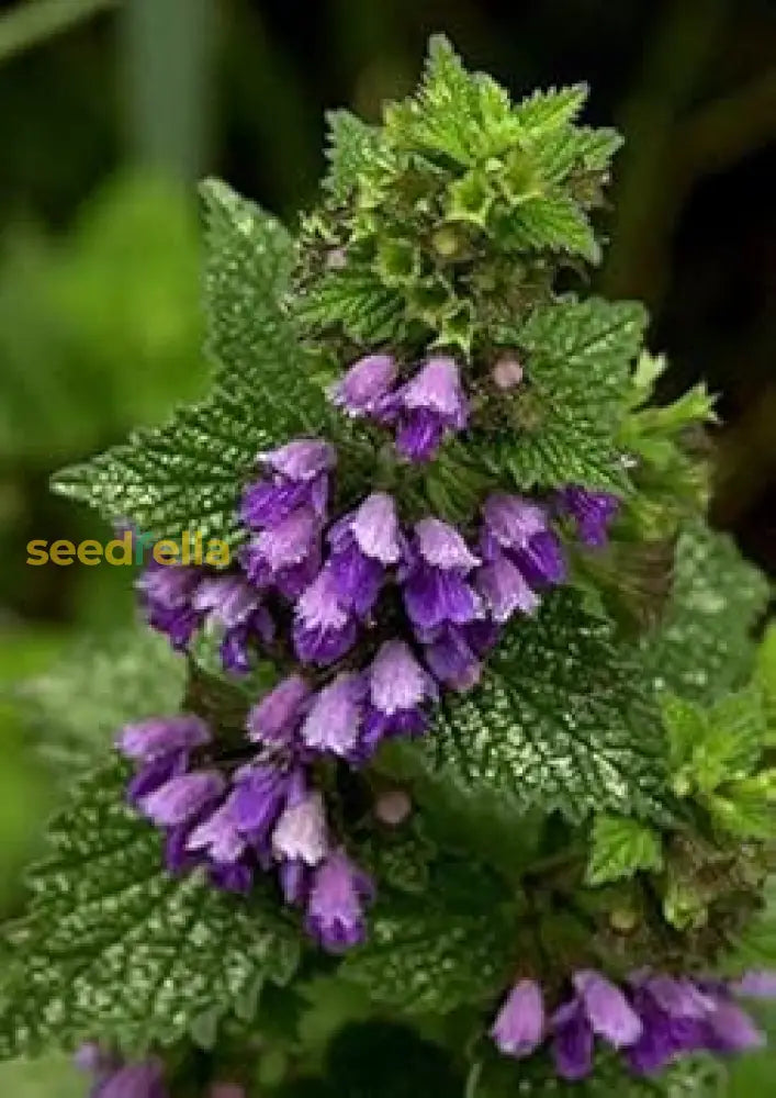 Purple Horehound Seeds  Planting For Colorful Blooms Flower