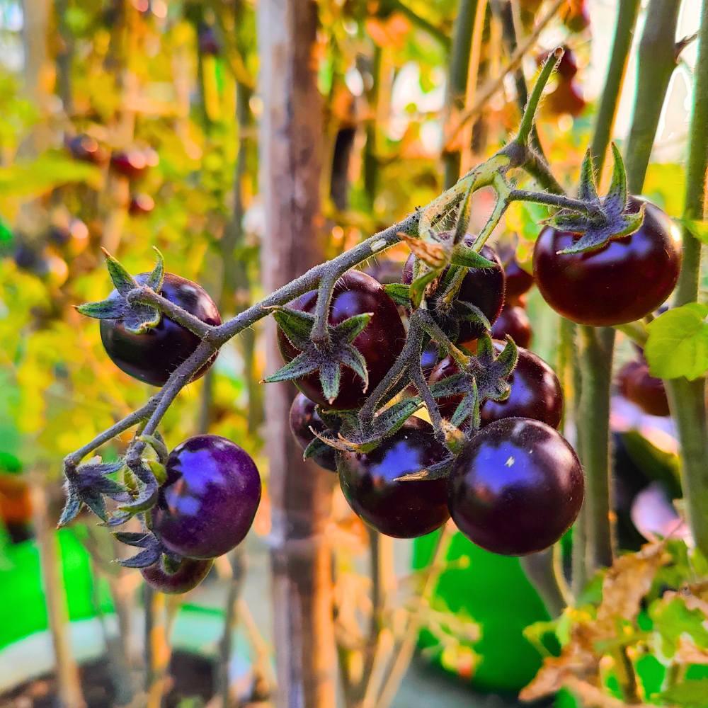 Tomato plant seeds with deep purple color variety
