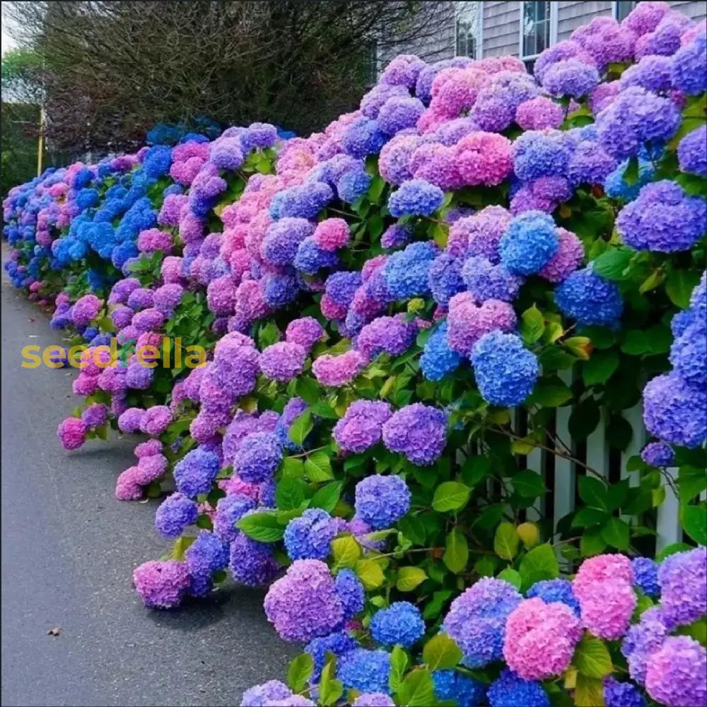 Purple Hydrangea Flower Seeds For Easy Planting