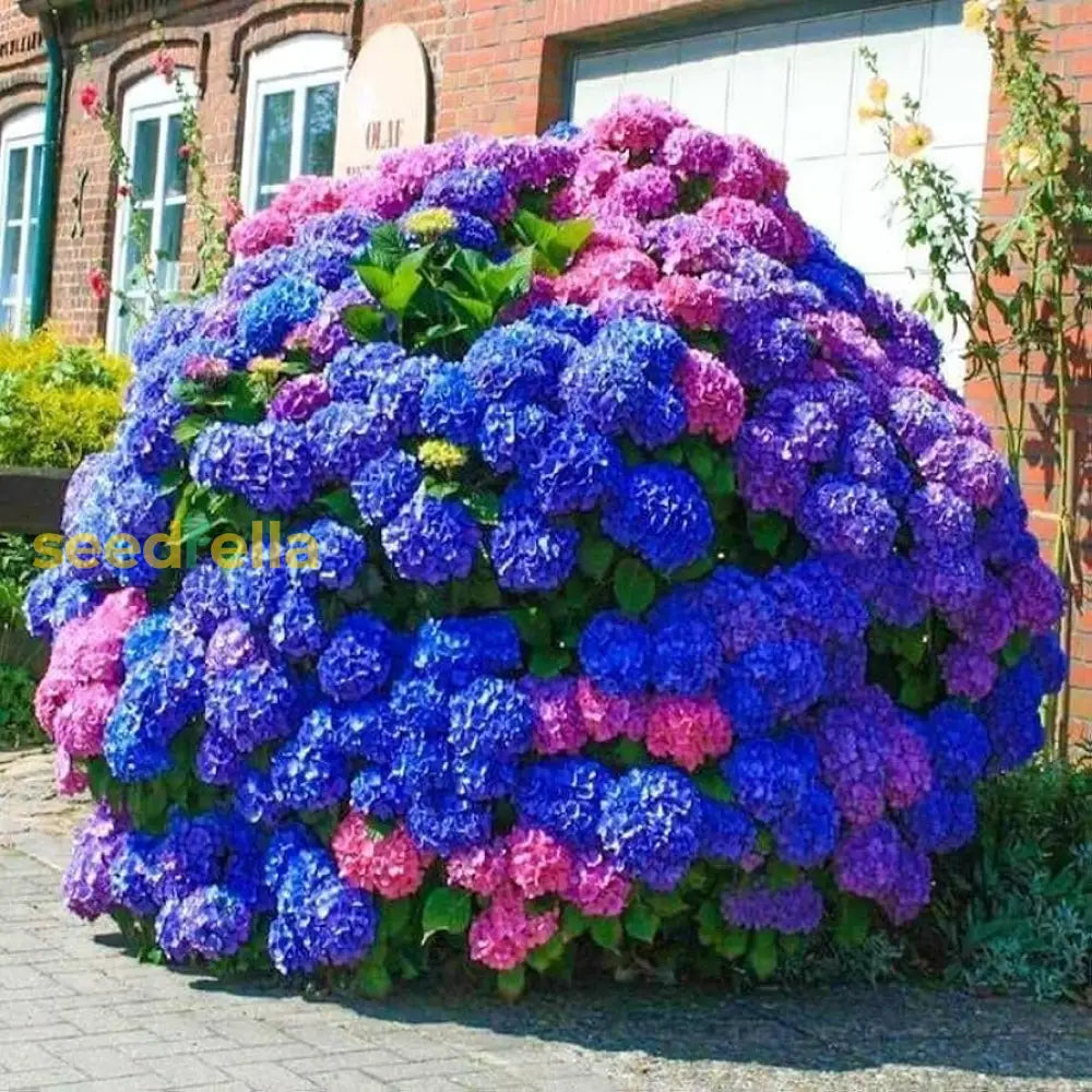 Purple Hydrangea Flower Seeds For Easy Planting