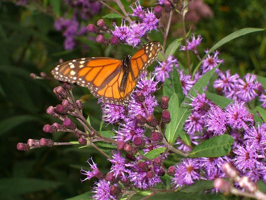 Purple Ironweed seeds Vernonia fasciculata