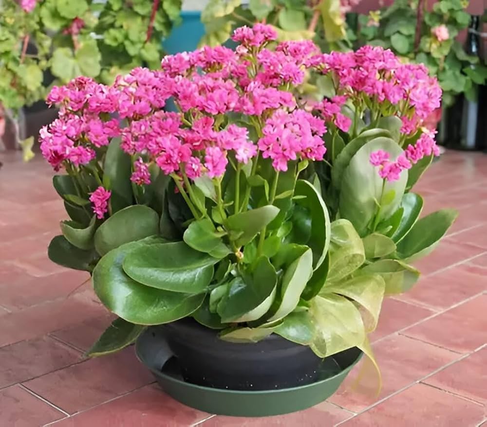 Purple Kalanchoe Plant Seeds – Easy-to-Grow Succulent Variety
