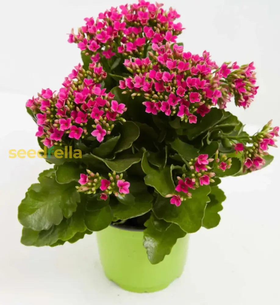 Purple Kalanchoe Succulent Seeds For Planting Flower