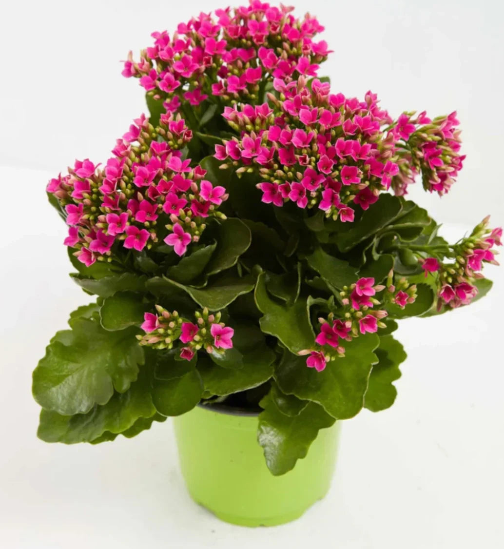 Purple Kalanchoe Succulent Seeds for Planting – Exotic Indoor Garden Plant