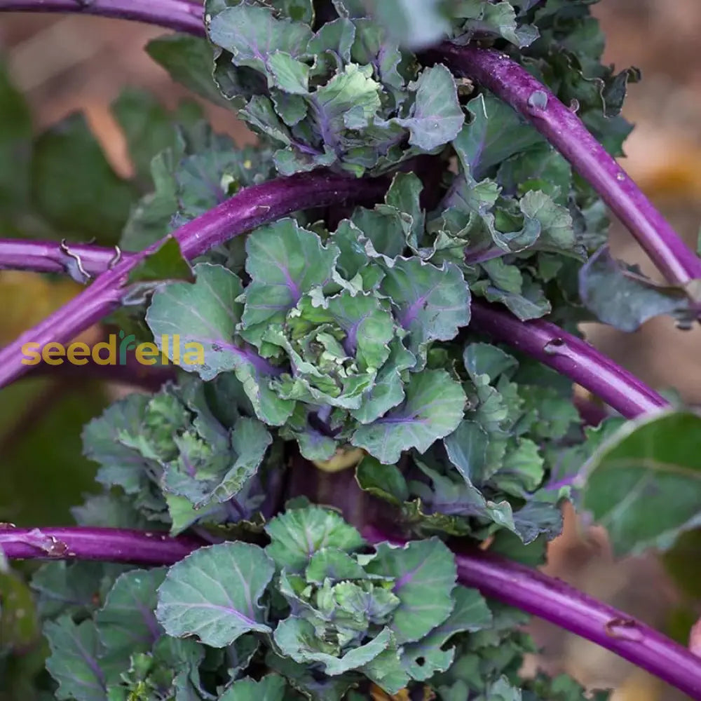 Purple Kalettes seeds for planting in home gardens