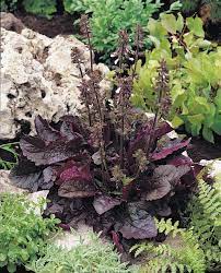 Pollinator-friendly Purple Knockout Salvia grown from high-quality seeds