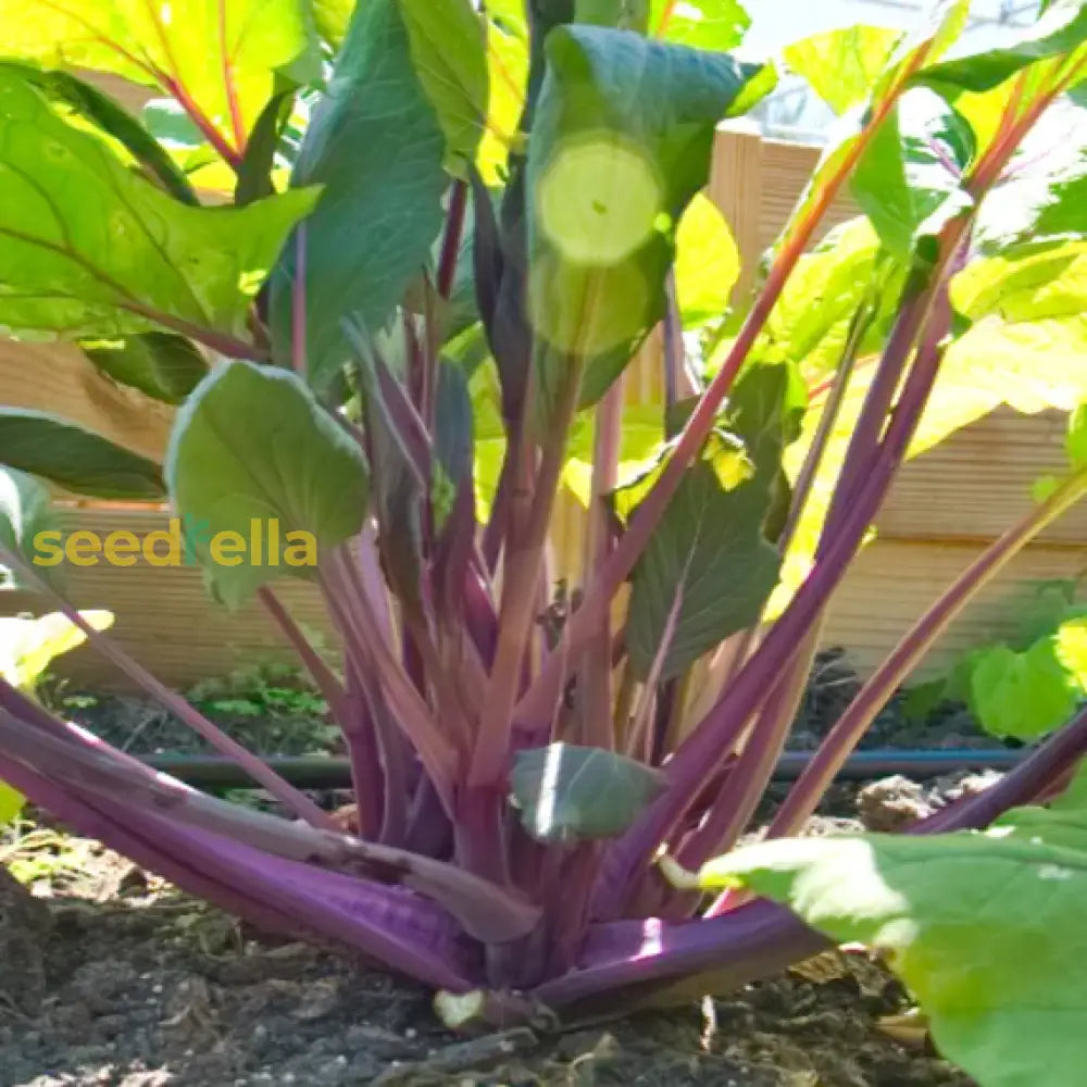 Purple Kosaitai Vegetable Seeds For Planting Seeds