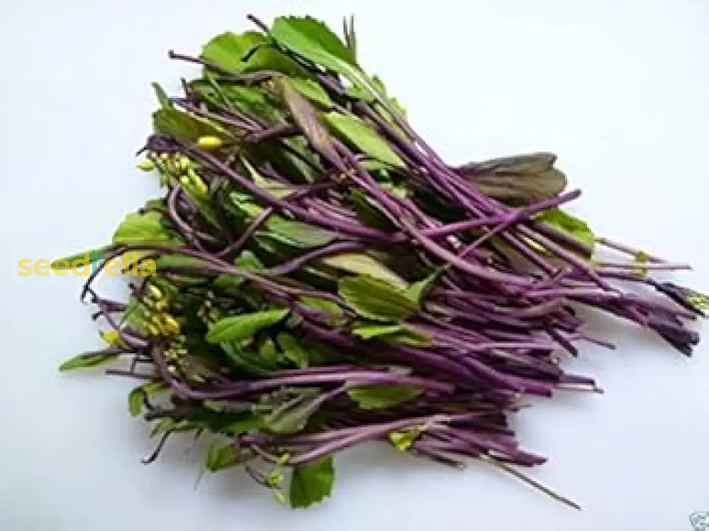 Purple Kosaitai Vegetable Seeds For Planting Seeds