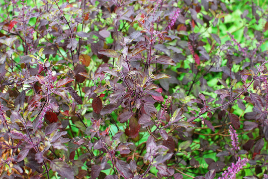 Purple Krishna Tulsi Seeds – Holy Basil Ocimum sanctum Non-GMO Variety