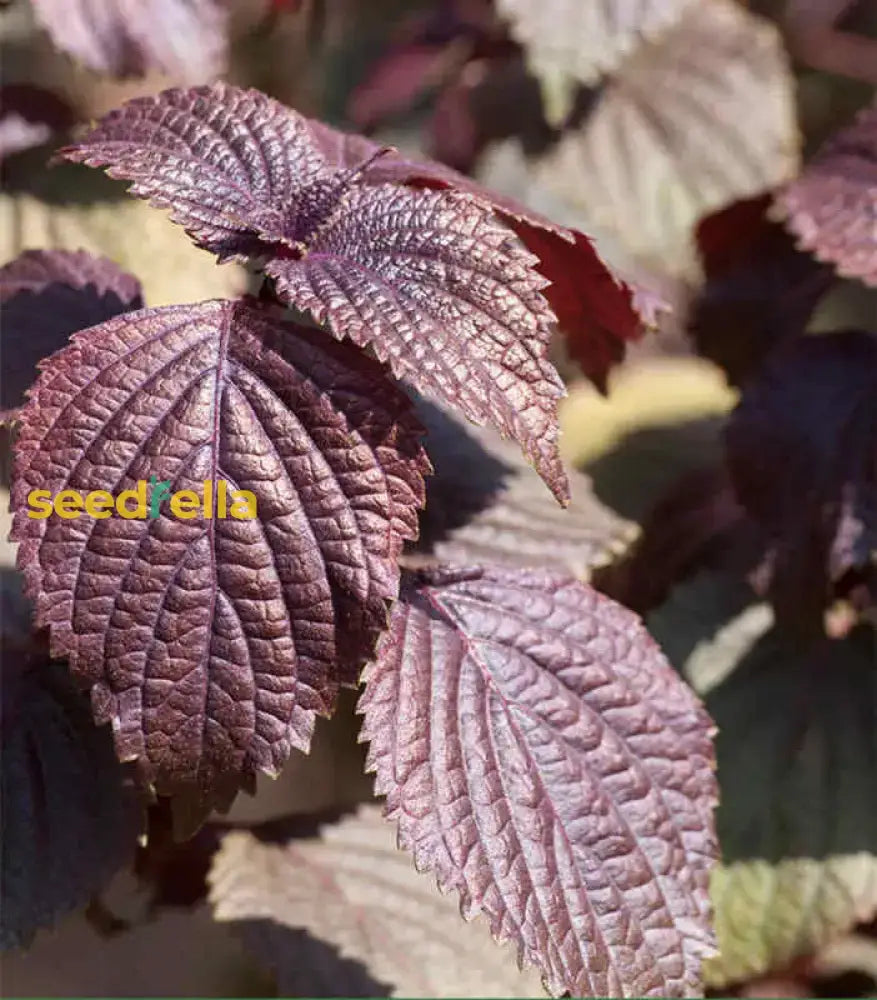 Purple Leaf Perilla Seeds For Easy Planting Herb