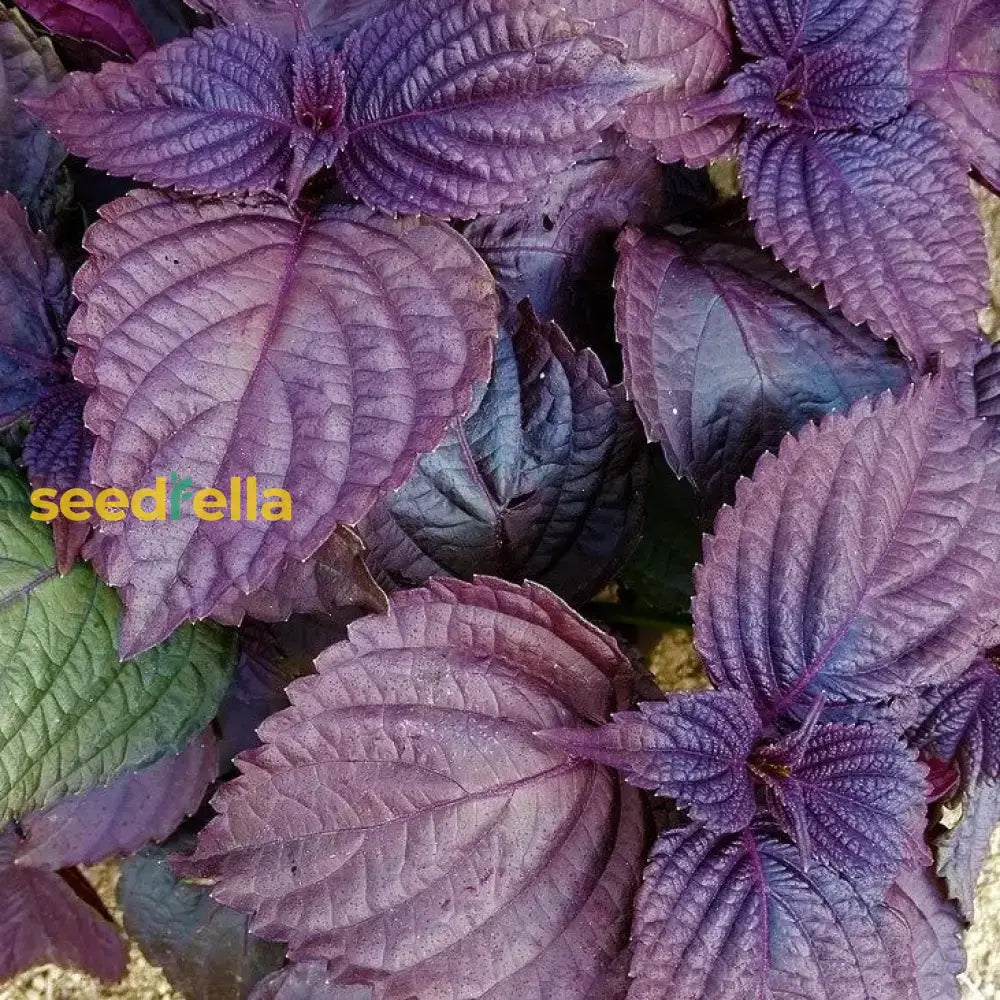 Purple Leaf Perilla Seeds For Easy Planting Herb