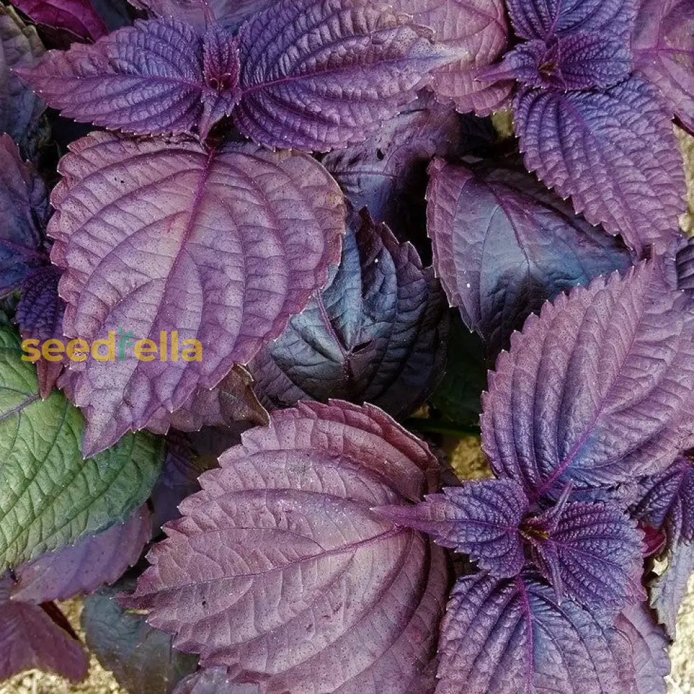 Purple Leaf Perilla Seeds for Planting – Non-GMO Heirloom Herb