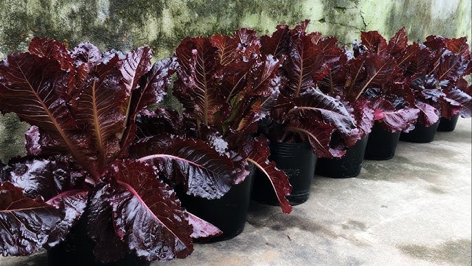 Purple lettuce seedlings sprouting in garden soil