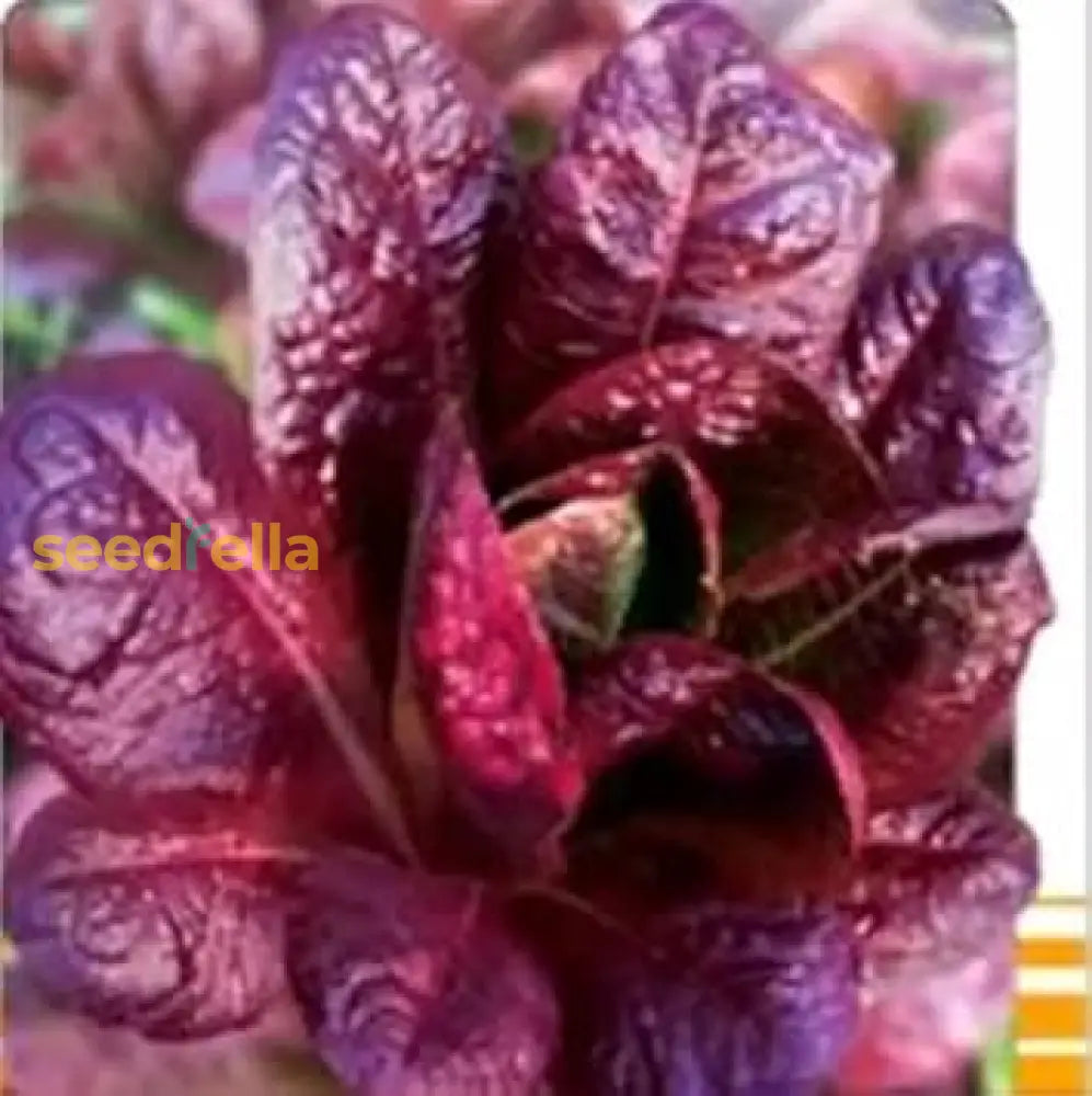 Purple Lettuce Seeds For Easy Planting Vegetable Seeds