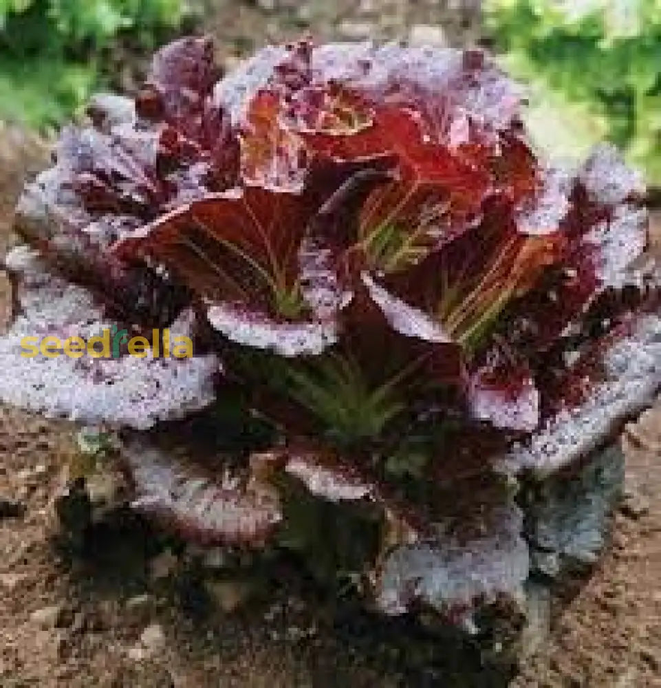 Purple Lettuce Seeds For Easy Planting Vegetable Seeds