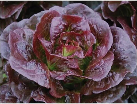 Purple lettuce vegetable seeds for planting