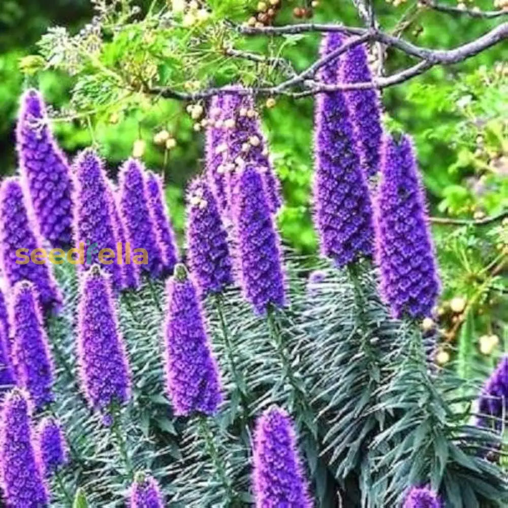 Purple Madeira Flower Seeds For Planting - Vibrant Blooms