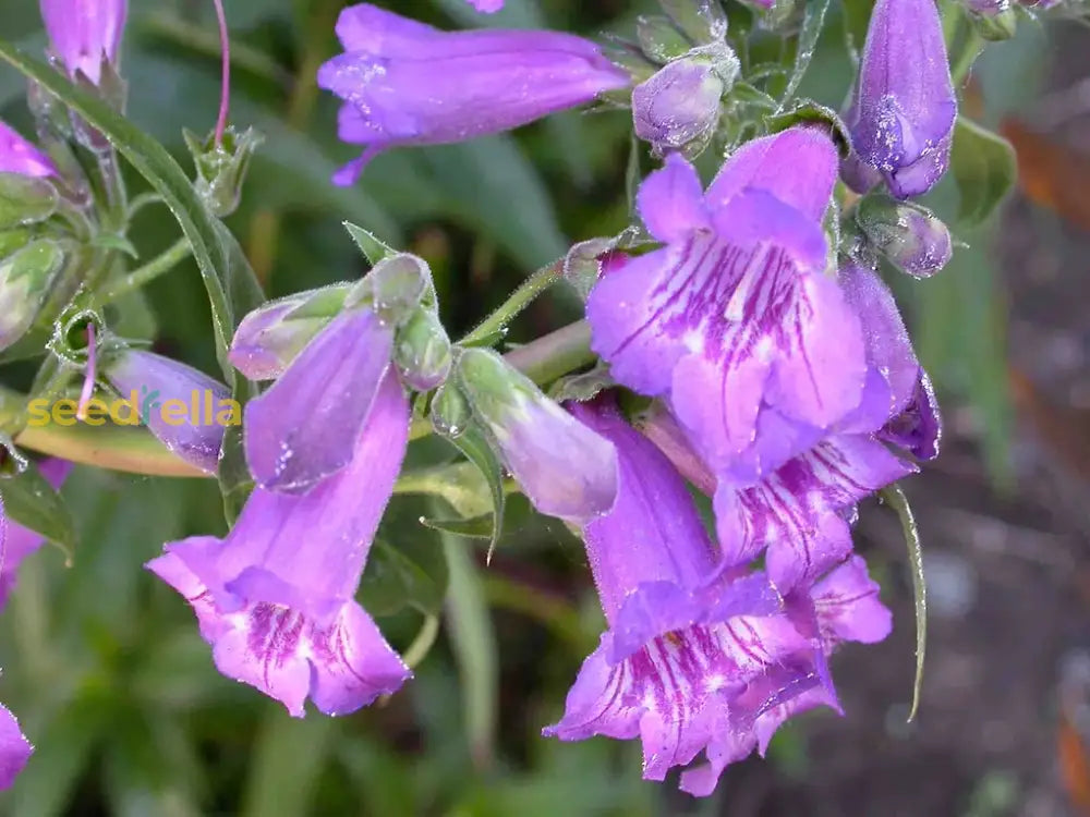 Purple Mexicali Sunburst Penstemon Seeds - Perfect For Planting Flower