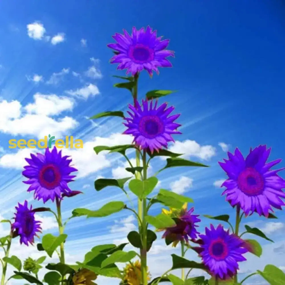 Purple Mini Sunflower Seeds For Planting  Grow Your Garden Flower