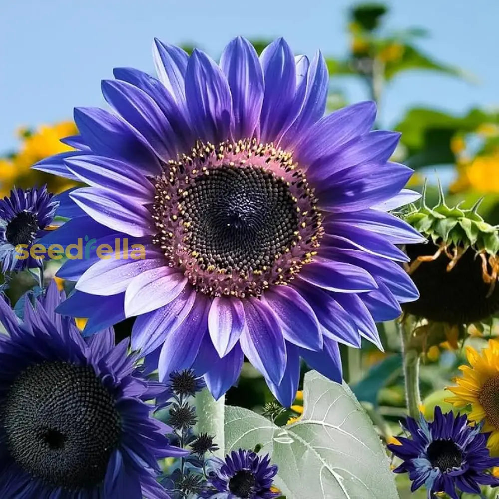 Purple mini sunflower seeds for planting