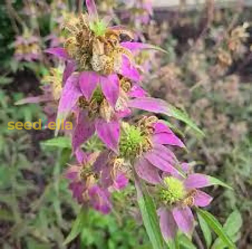 Purple Monarda Punctata Seeds For Planting  Vibrant Perennial Blooms Flower