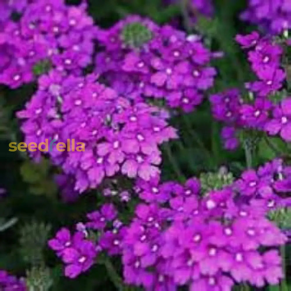 Purple Moss Verbena Seeds For Planting - Stunning Garden Ground Cover Flower