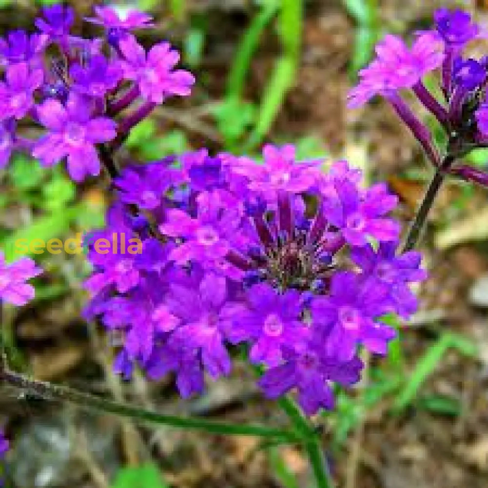 Purple Moss Verbena Seeds For Planting - Stunning Garden Ground Cover Flower