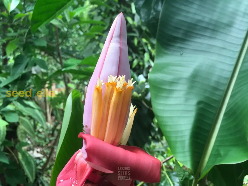 Purple Musa Banana Seeds For Planting Fruit