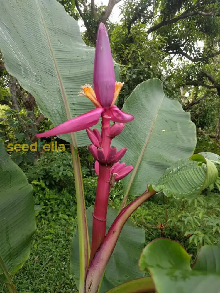 Purple Musa Banana Seeds For Planting Fruit