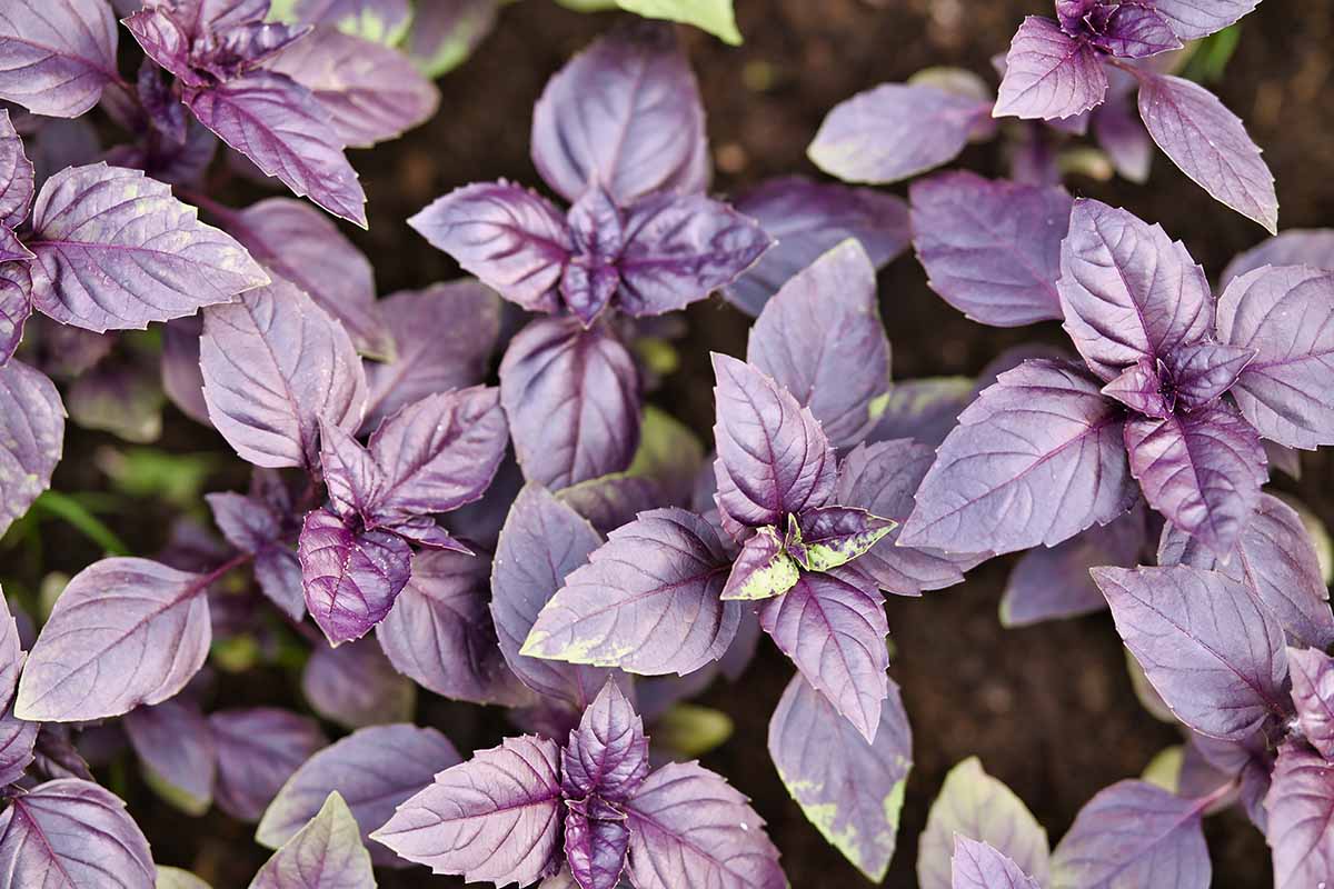 Pink flower spikes on Dark Opal Basil grown from high-quality seeds